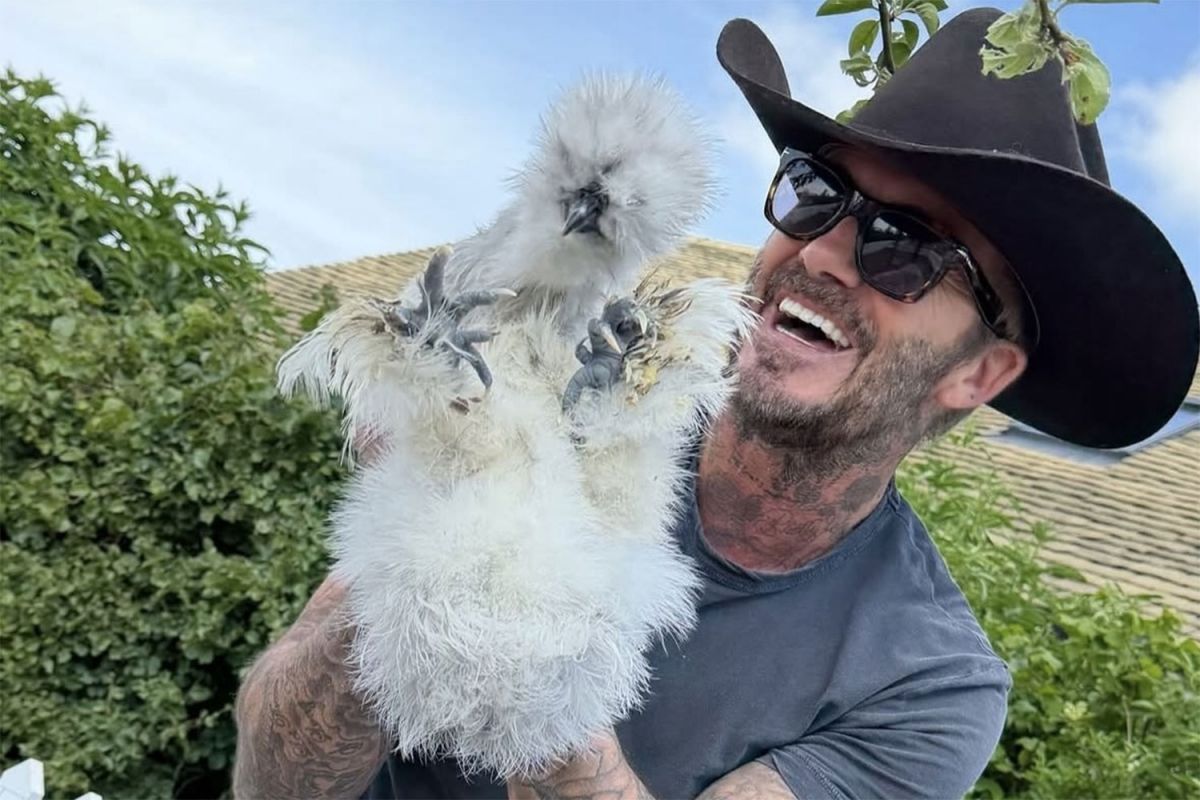 La rosa de David Beckham: el regalo que revela su pasión por el jardín