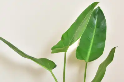 Estilo hidropónico: cuatro plantas resistentes al frío para llenar tu casa de verde en invierno