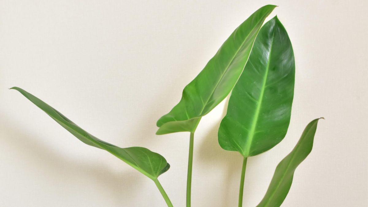 Estilo hidropónico: cuatro plantas resistentes al frío para 
