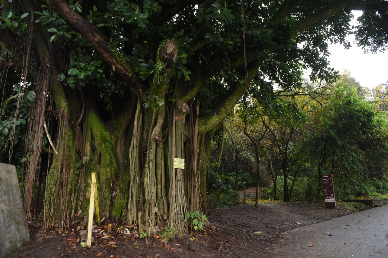 ENTRADA. Un centenario árbol marca el camino de la senda.
