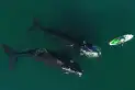 Histórica llegada de las ballenas a Puerto Madryn: un grupo de 12 gigantes sorprendió a los turistas al nadar juntas