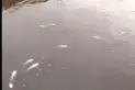 Pescadores denunciaron una mortandad de peces en Los Bulacio