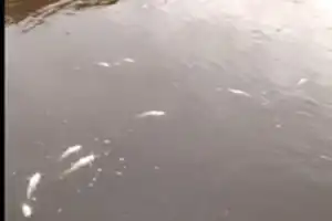 Pescadores denunciaron una mortandad de peces en Los Bulacio
