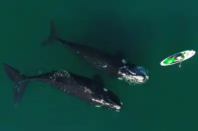 Histórica llegada de las ballenas a Puerto Madryn: un grupo de 12 gigantes sorprendió a los turistas al nadar juntas