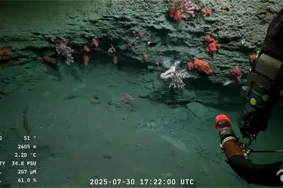 El Conicet volverá a transmitir en vivo desde las profundidades del Mar Argentino