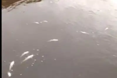 Pescadores denunciaron una mortandad de peces en Los Bulacio