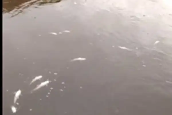 Pescadores denunciaron una mortandad de peces en Los Bulacio