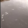 Pescadores denunciaron una mortandad de peces en Los Bulacio