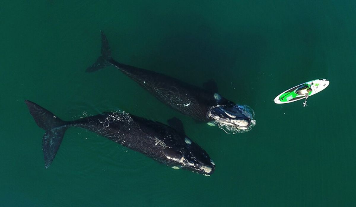 Histórica llegada de las ballenas a Puerto Madryn: un grupo 