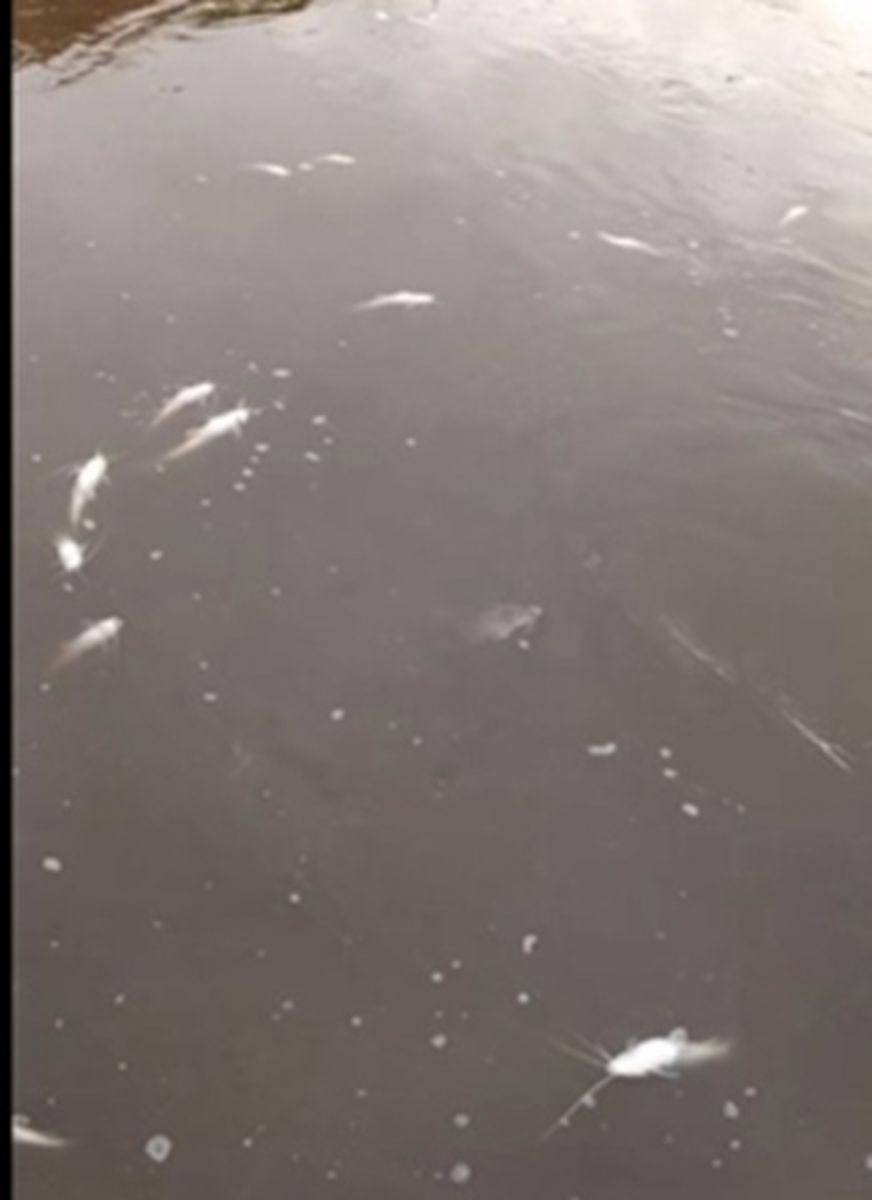 Pescadores denunciaron una mortandad de peces en Los Bulacio