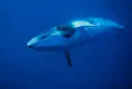 Científicos descubrieron el mayor y más profundo cementerio de ballenas del mundo