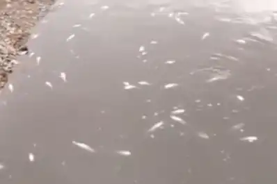 Denuncian la segunda mortandad de peces en una semana en Tucumán