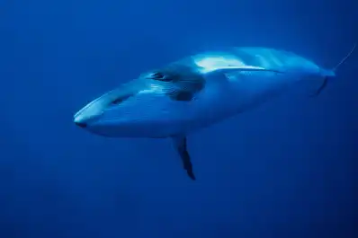 Científicos descubrieron el mayor y más profundo cementerio de ballenas del mundo