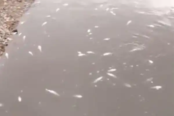 Denuncian la segunda mortandad de peces en una semana en Tucumán
