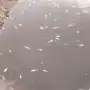Denuncian la segunda mortandad de peces en una semana en Tucumán