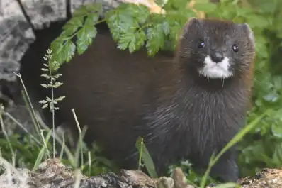 Una pequeña especie amenaza a toda la Patagonia: la plaga que arrasa con los animales en el sur