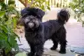Cuáles son las 10 razas de perros que mejor se adaptan a vivir en espacios reducidos