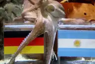 ¡Volvé Paul, te perdonamos!