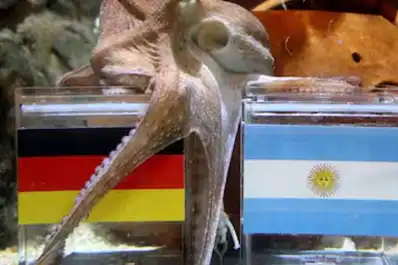 ¡Volvé Paul, te perdonamos!