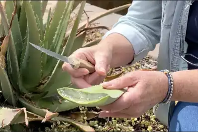 ¿Puntas marrones en el aloe vera? El error común que cometes al regarlo y cómo salvarlo