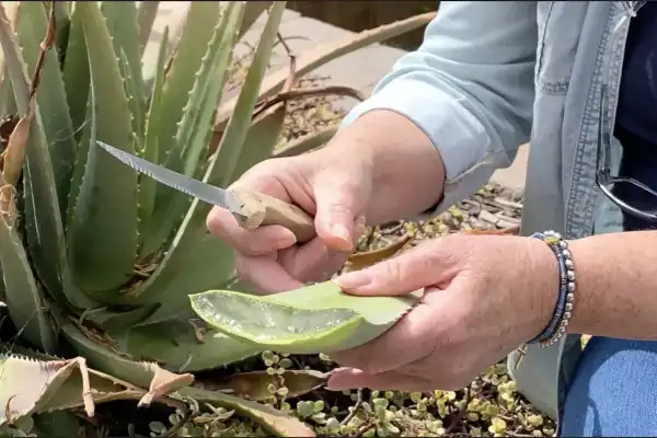 ¿Puntas marrones en el aloe vera? El error común que cometes al regarlo y cómo salvarlo