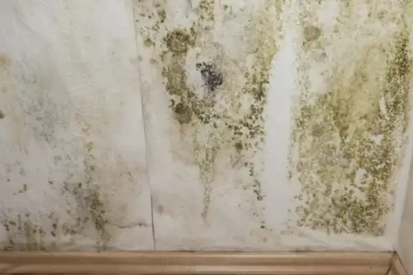 ¿Paredes con humedad? El truco para eliminar las manchas y evitar que vuelvan a aparecer