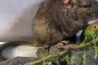 El acróbata de las rocas: cómo es la nueva especie de mamífero descubierta por investigadores argentinos