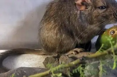 El acróbata de las rocas: cómo es la nueva especie de mamífero descubierta por investigadores argentinos