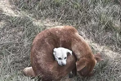 La foto de una perra protegiendo a su cachorro en plena ola polar dio la vuelta al mundo: esta es su historia