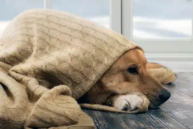 Cómo saber si tu mascota tiene frío: las señales de alerta y qué hacer para protegerlo en invierno