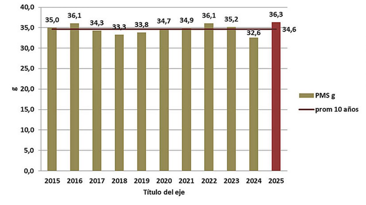 Figura 3: Peso medio de 1.000 semillas (en g) de muestras de trigo. Laboratorio de Semillas de la Eeaoc - campañas 2015 a 2025