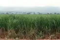 Advierten sobre las consecuencias del posible exceso en la producción de caña de azúcar