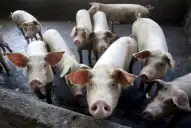 Triquinosis: se registraron focos de esta enfermedad en varias provincias