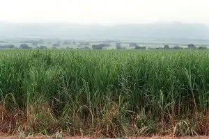 Advierten sobre las consecuencias del posible exceso en la producción de caña de azúcar