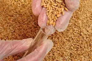 Las 1.000 semillas de trigo promediaron los 36,3 gramos