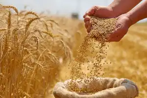 Trigo: las semillas de la campaña del año pasado alcanzaron un poder germinativo medio del 95%