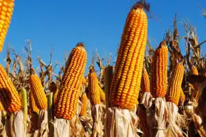 Sector granario: se esperan récords en volumen de producción y en exportación de maíz