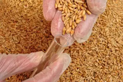 Las 1.000 semillas de trigo promediaron los 36,3 gramos
