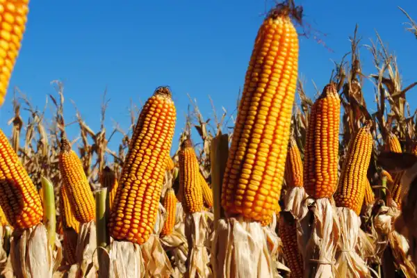 Sector granario: se esperan récords en volumen de producción y en exportación de maíz