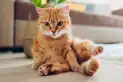 España endurece las reglas para quienes tienen gatos: multas de hasta 50.000 euros si quedan solos más de tres días