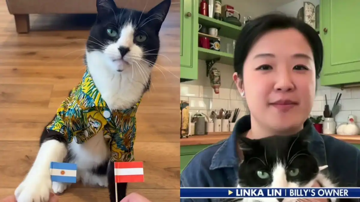 Billy, el gato que tiene en vilo al Mundial: acertó 21 resultados y ya lo comparan con el Pulpo Paul