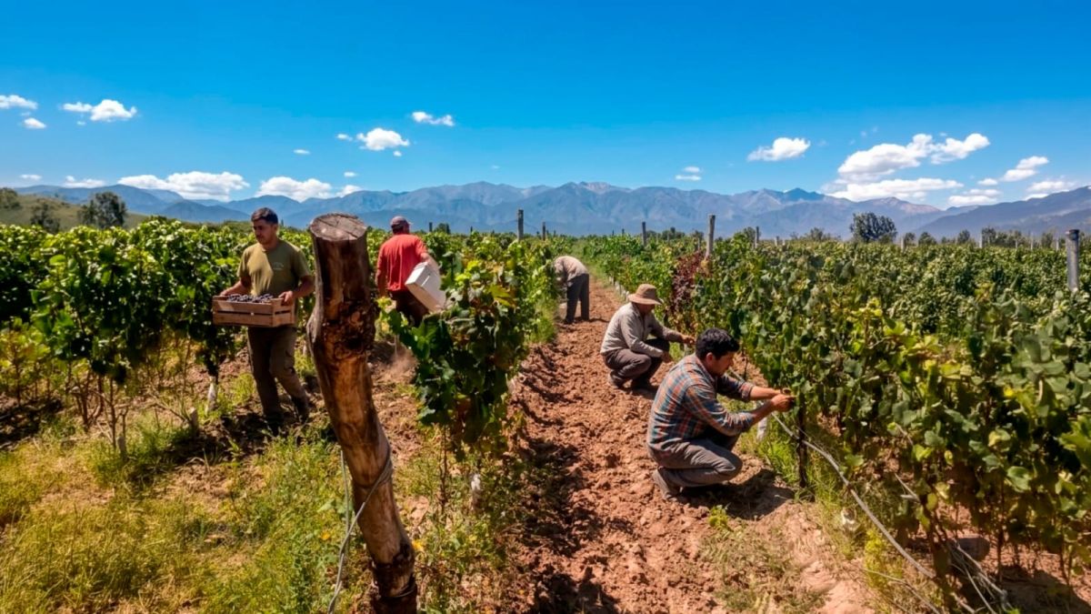 EN LOS VIÑEDOS. Los trabajos no paran en un emprendimiento que busca crecer. 