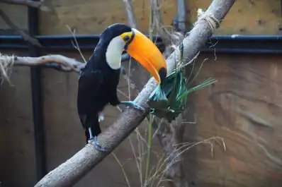Consejos del Senasa para quienes trabajan con aves silvestres