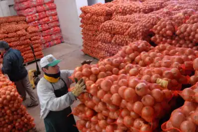 Hortalizas: las exportaciones crecieron un 17%