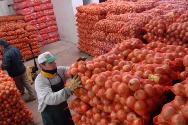Hortalizas: las exportaciones crecieron un 17%