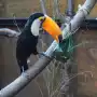 Consejos del Senasa para quienes trabajan con aves silvestres