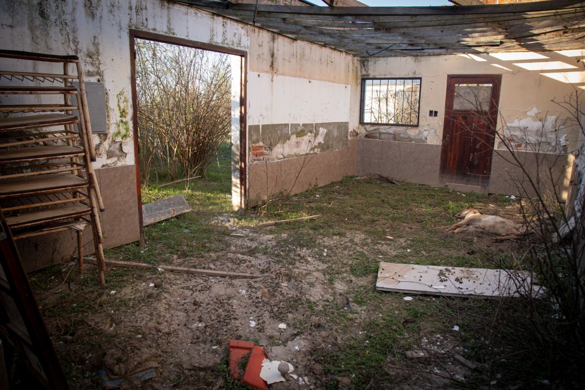 ABANDONO. Una cabra muerta permanece dentro de una de las aulas de la Escuela N° 151 de Sol de Mayo. El establecimiento dejó de funcionar al inicio del ciclo lectivo de 2024 y hoy el edificio es una muestra del deterioro que dejaron las inundaciones y el éxodo de los pobladores.