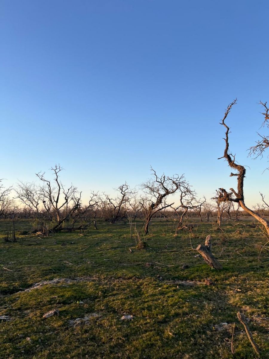 DESOLACIÓN. El paisaje de Sol de Mayo quedó marcado por las inundaciones. Árboles secos y grandes claros reemplazan el entorno que durante décadas rodeó a uno de los parajes más poblados del sur tucumano.