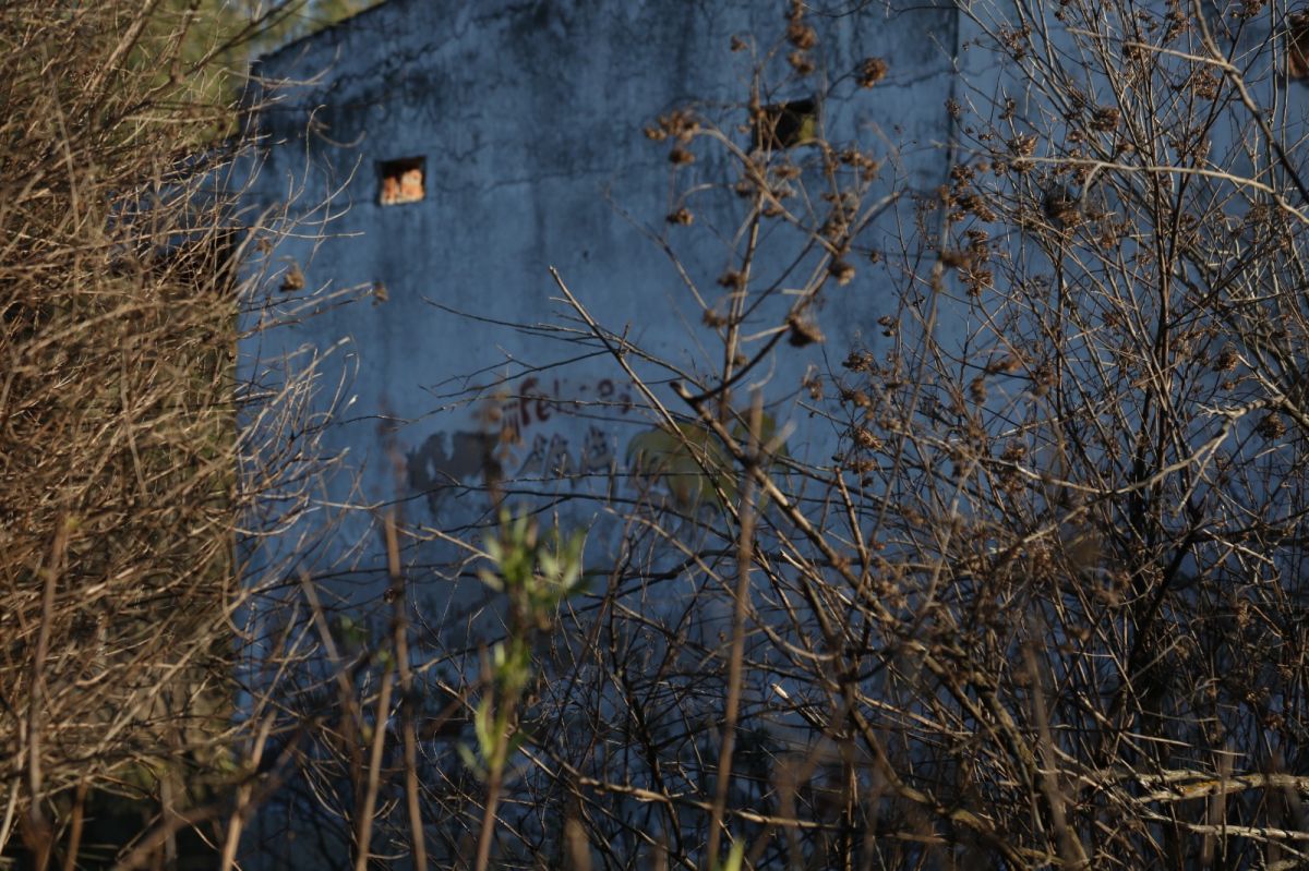 DEVORADA. La vegetación avanza sobre la Escuela N° 151 de Sol de Mayo, cerrada desde 2024. El edificio permanece oculto entre el monte, como una de las últimas huellas de un paraje que perdió a casi todos sus habitantes.