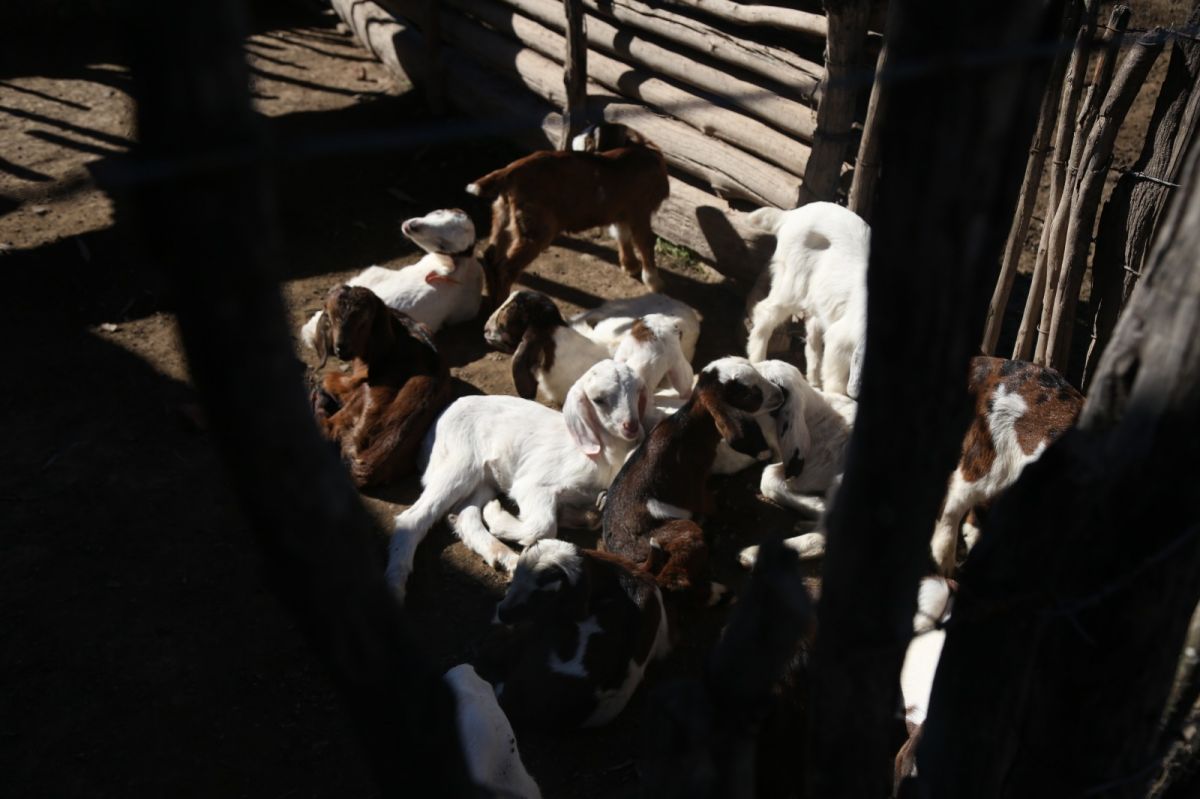 FUTURO. Los cabritos descansan en el corral de Tito Mario Nieva, quien vive de la cría y venta de animales en Los Jereces. Después de las últimas inundaciones perdió unas 20 cabras, pero decidió volver a empezar.